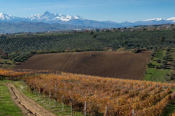 What to drink in uncertain times - There is no better day than today to try something new and explore the world of wine (starting with Italy of course).